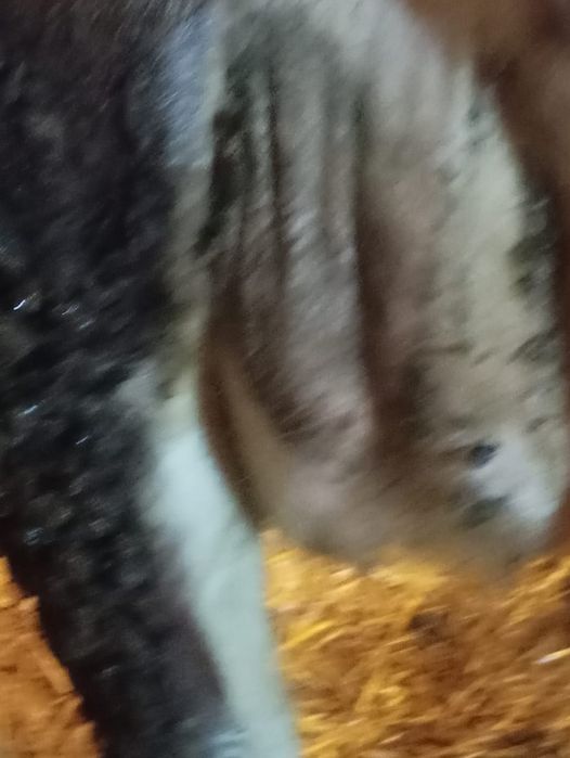 Vind vaca la alegere din 2