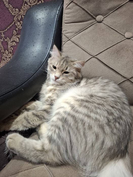 Mushuk tekinga beriladi hadiyaga