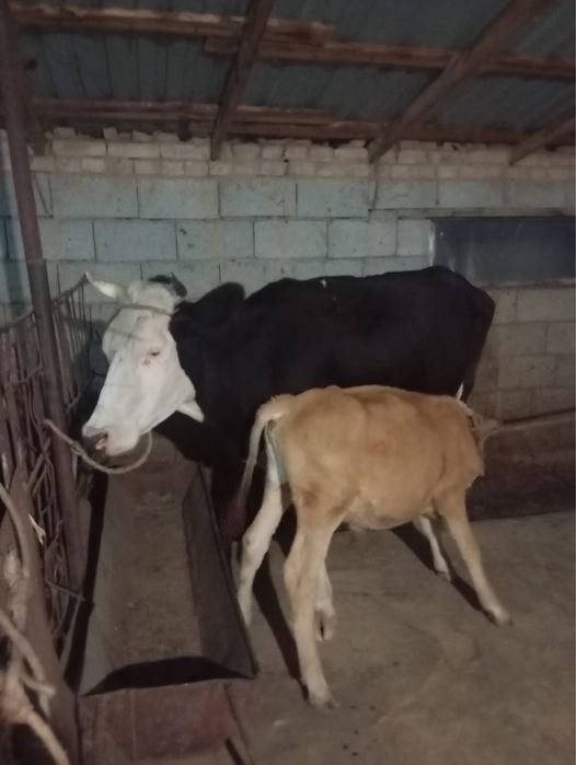Продам коровы срочно