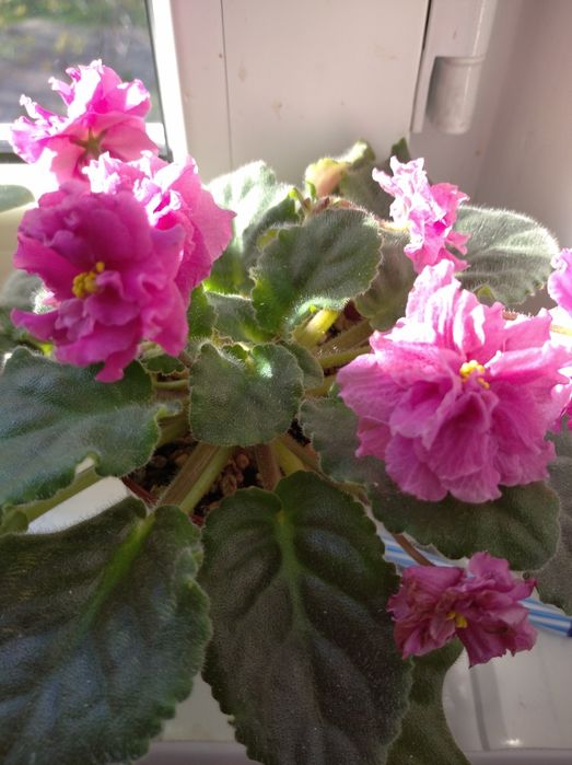 Красивые цветущие фиалки