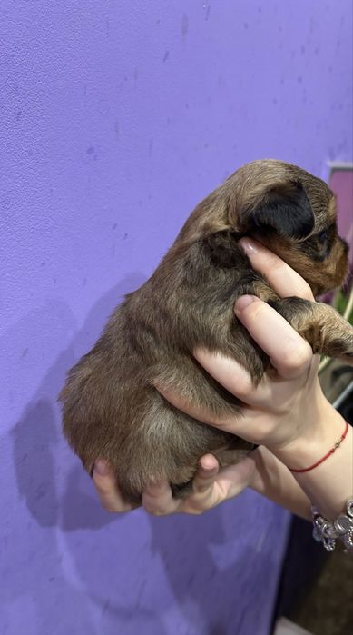 Йоркширски териер