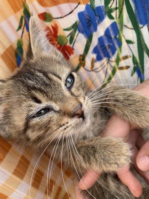 КОТЯТА Для твоего сердца