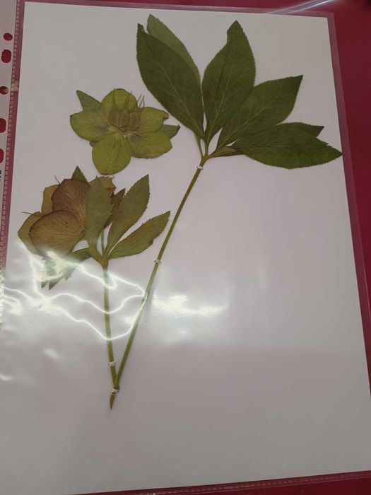 Хербарий ( за студенти и ученици)