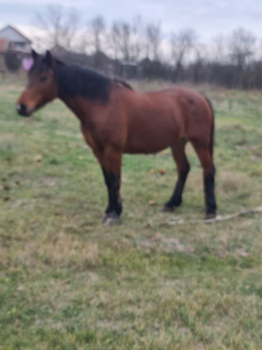 Iapa de vanzare tanara