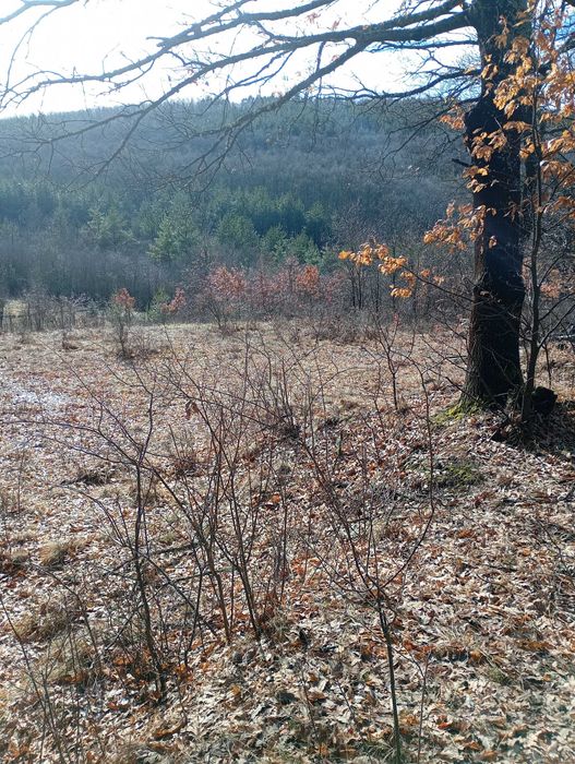 Имот в с.Дреново