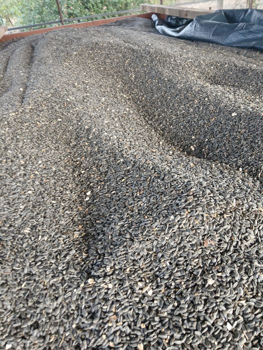 Floarea soarelui