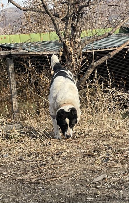 Продам щенков САО тобет