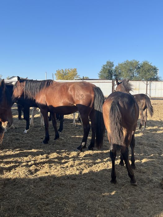 Үиір жылқы сатылады 29 бас