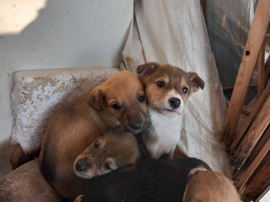 Catei pentru adoptie