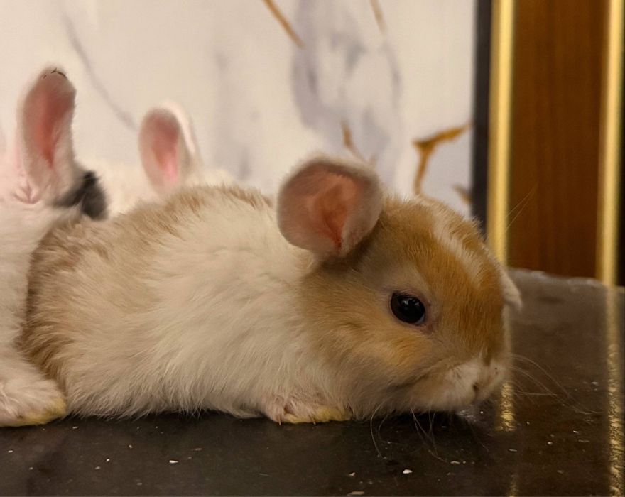 Карликовые кролики