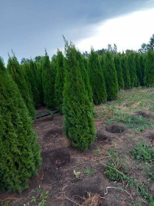 Photinia la ghiveci: gata să îți decoreze curtea