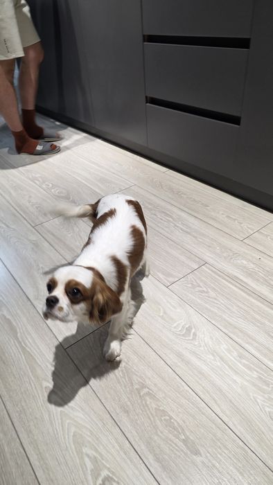 Кавалер кинг Чарльз