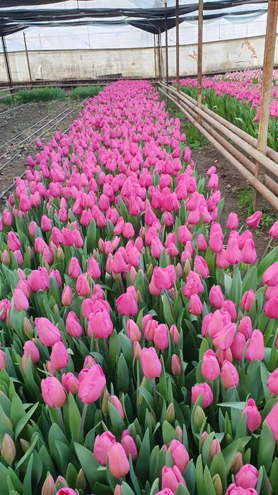 АКЦИЯ!!! Тюльпаны