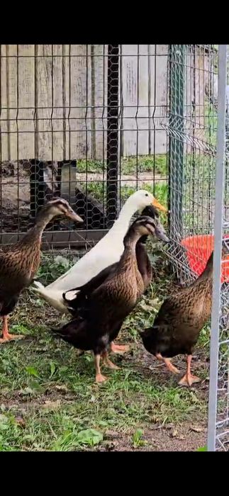 Vând rațe Alergătoare Indiene