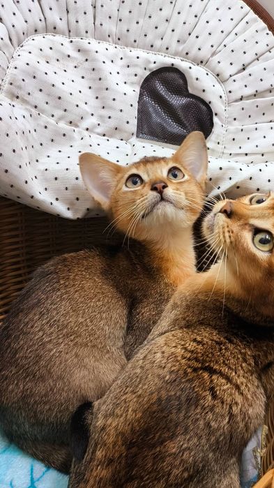 Абики !! АБИССИНСКИЕ котята !!