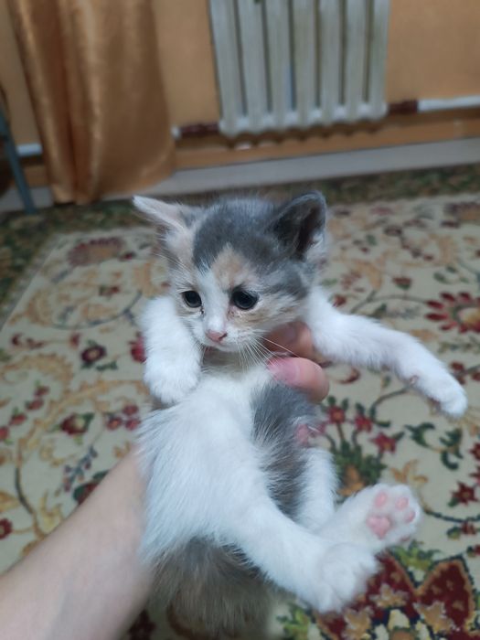 Котята отдаю в добрые руки