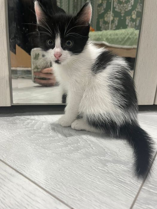 Отдам котят в добрые руки