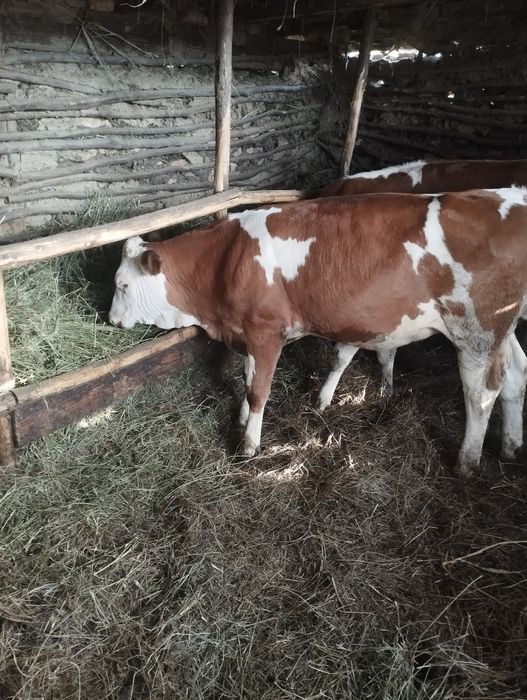 De vânzare 16 vitei 11taurasi și 5vitele detalii despre acest ea la Nr de tel 0774423055
