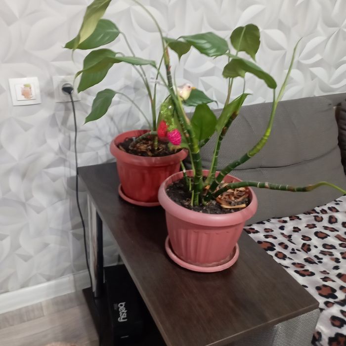 Продам цветы  срочно