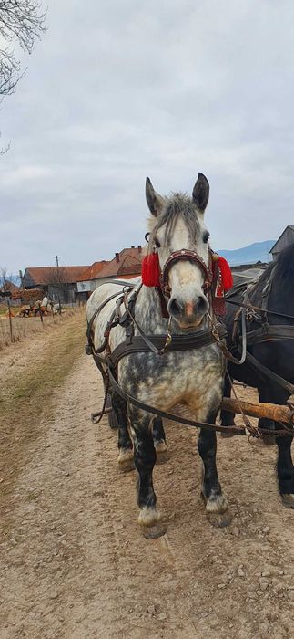 Manza grea sange rece de 6 luni