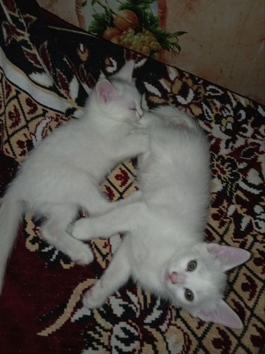 Бесплатно котята