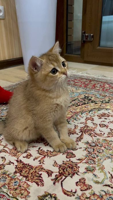 Продаются котята Британские Шиншиллы пу11