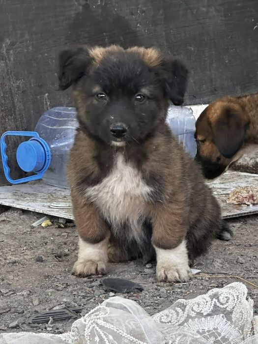 Щенки,2 мес.в добрые руки