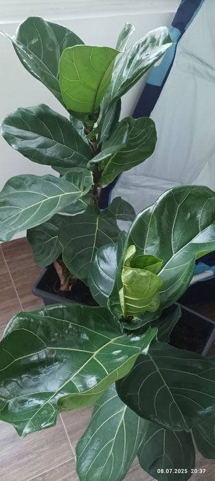 Бенджамин; Фикус (Ficus elastica); Фикус "Лирата