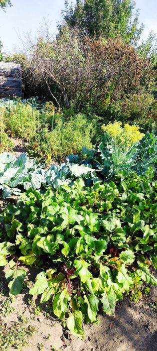 Продам дачу на кривом озере ТЭЦ 3,48А