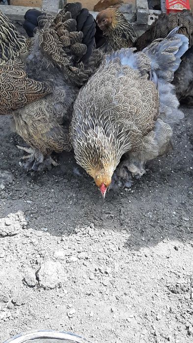 Oua brahma potirnichiu albastru,potirnichiu negru și columbia