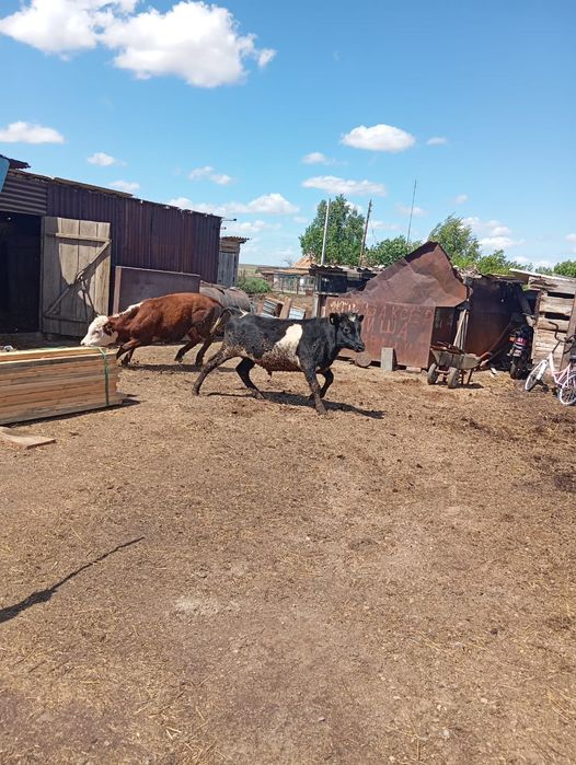 Продам двух быков .