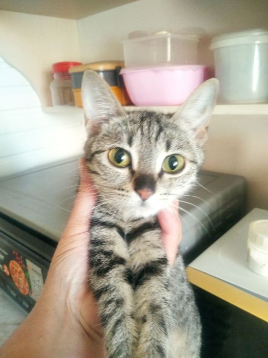 Котята даром, отдам котят даром