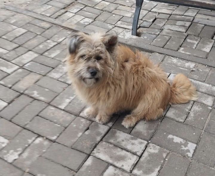 Песик в добрые руки!