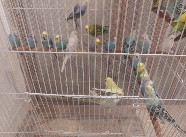 . неразлучники .волнистые .кореллы