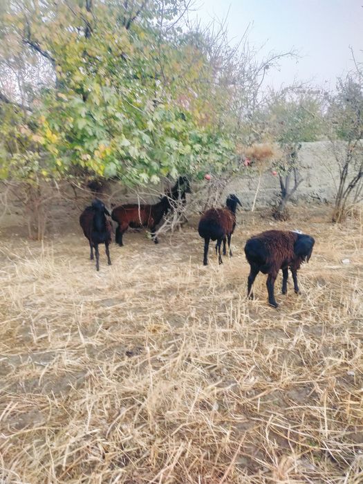 Бараны  породистые