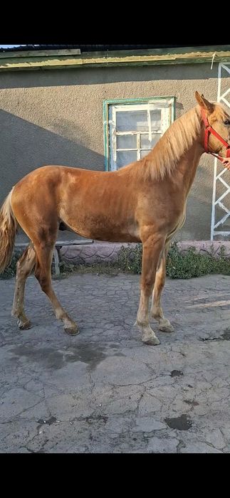 Продаётся жеребчик полутяж 1 год
