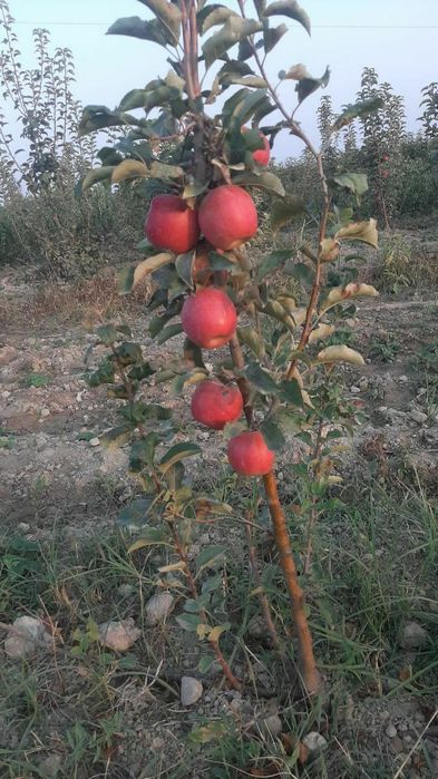 Мевали кочатлар сотувда