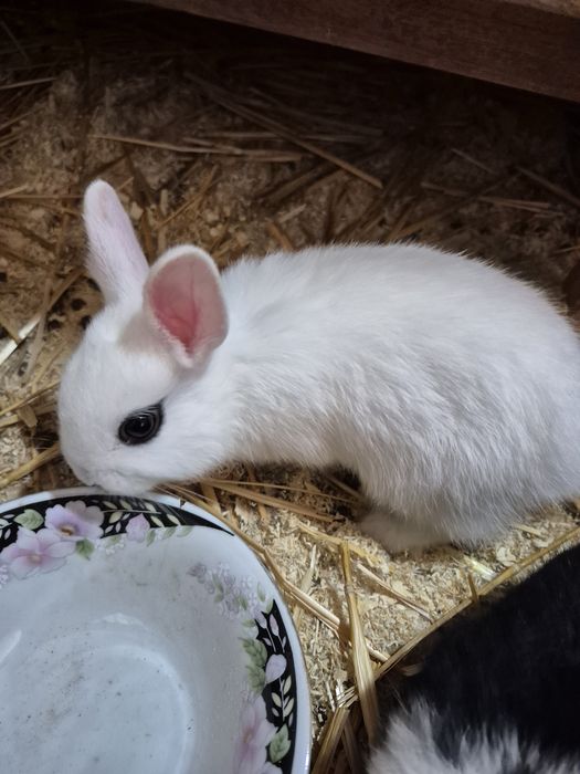 Карликовый кролики