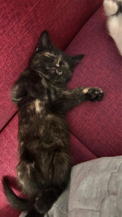 Отдам котёнка бесплатно