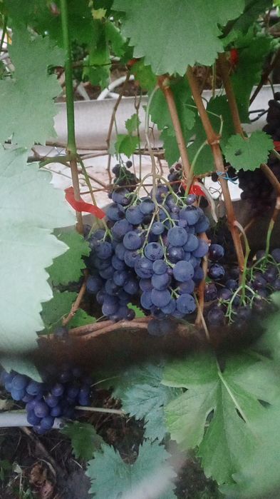 Продам столовый домашний виноград.