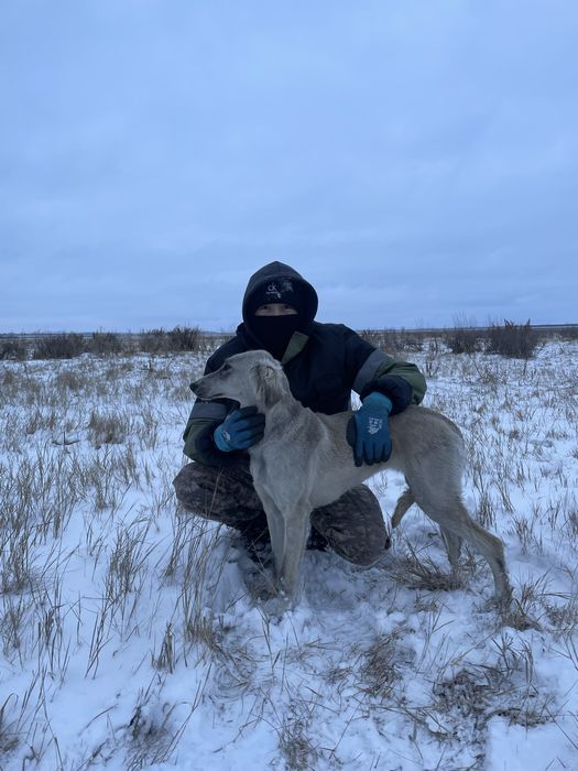 Продам тазы 9 мес