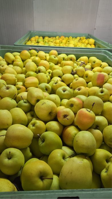 Mere golden Polonia
