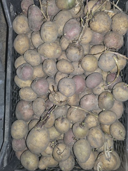 Семенной картофель