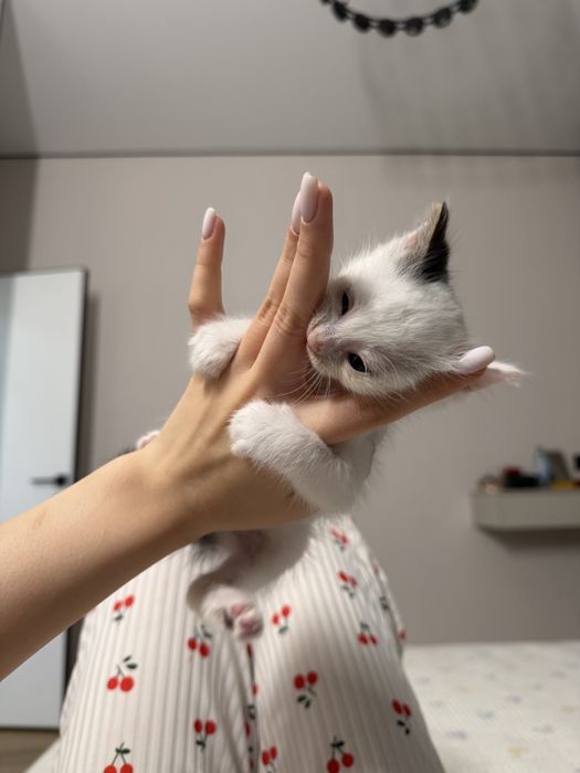 Отдам котенка один месяц
