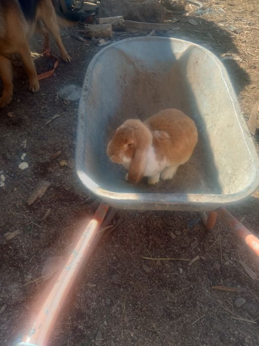 Vând 3 iepuri mai mult detalii la tel