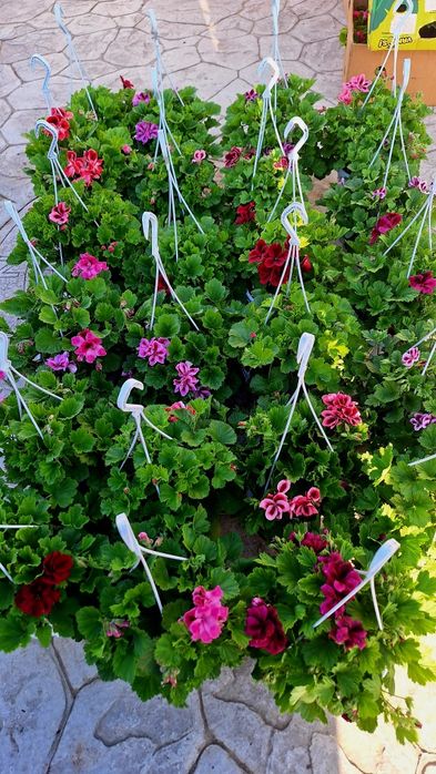 Muscate curgătoare, englezesti, caliope