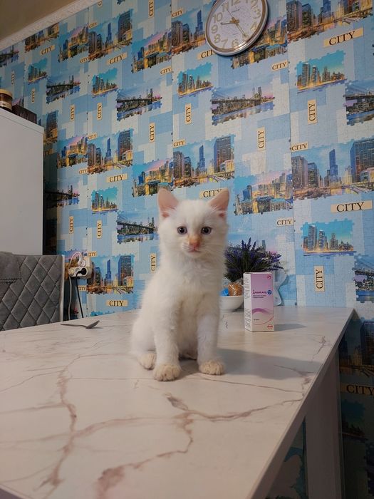 Отдам котят мальчики 2 мес