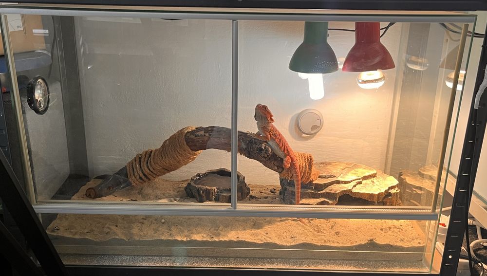 Vand agama cu terariu