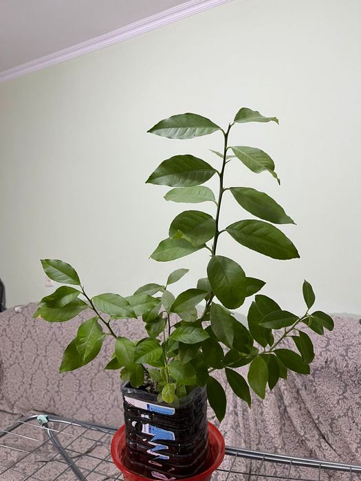 Лимонное Деревце