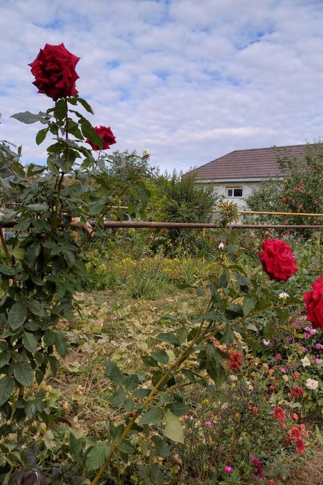 Продам саженцы роз